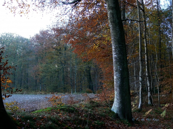 Chant d'automne 2012 (35)